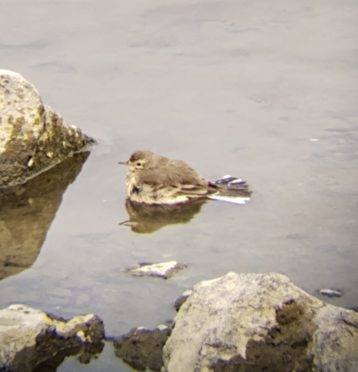 American Pipit - ML642941881