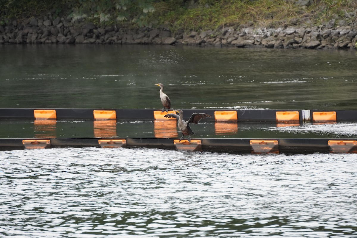 Double-crested Cormorant - ML642941883