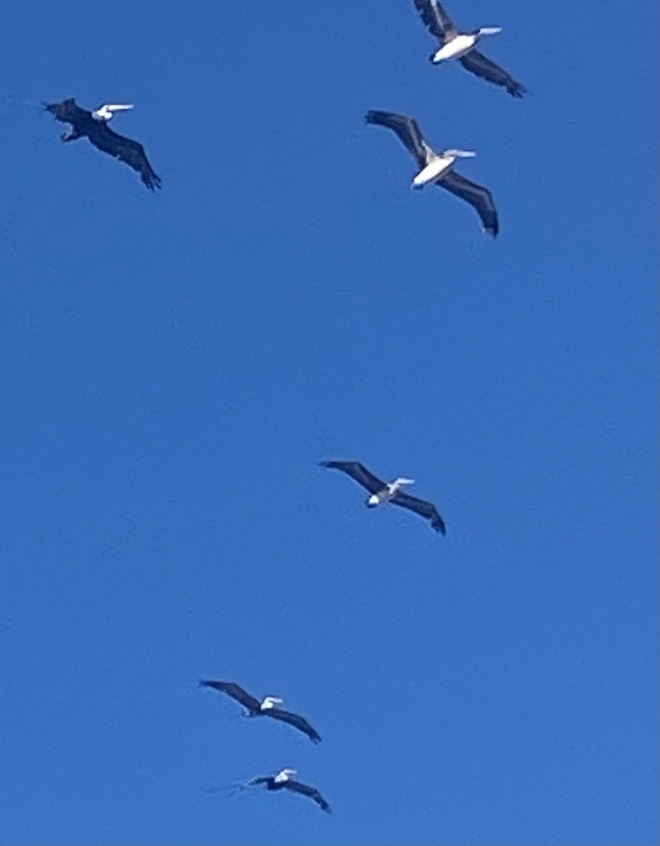 Brown Pelican - ML642941884