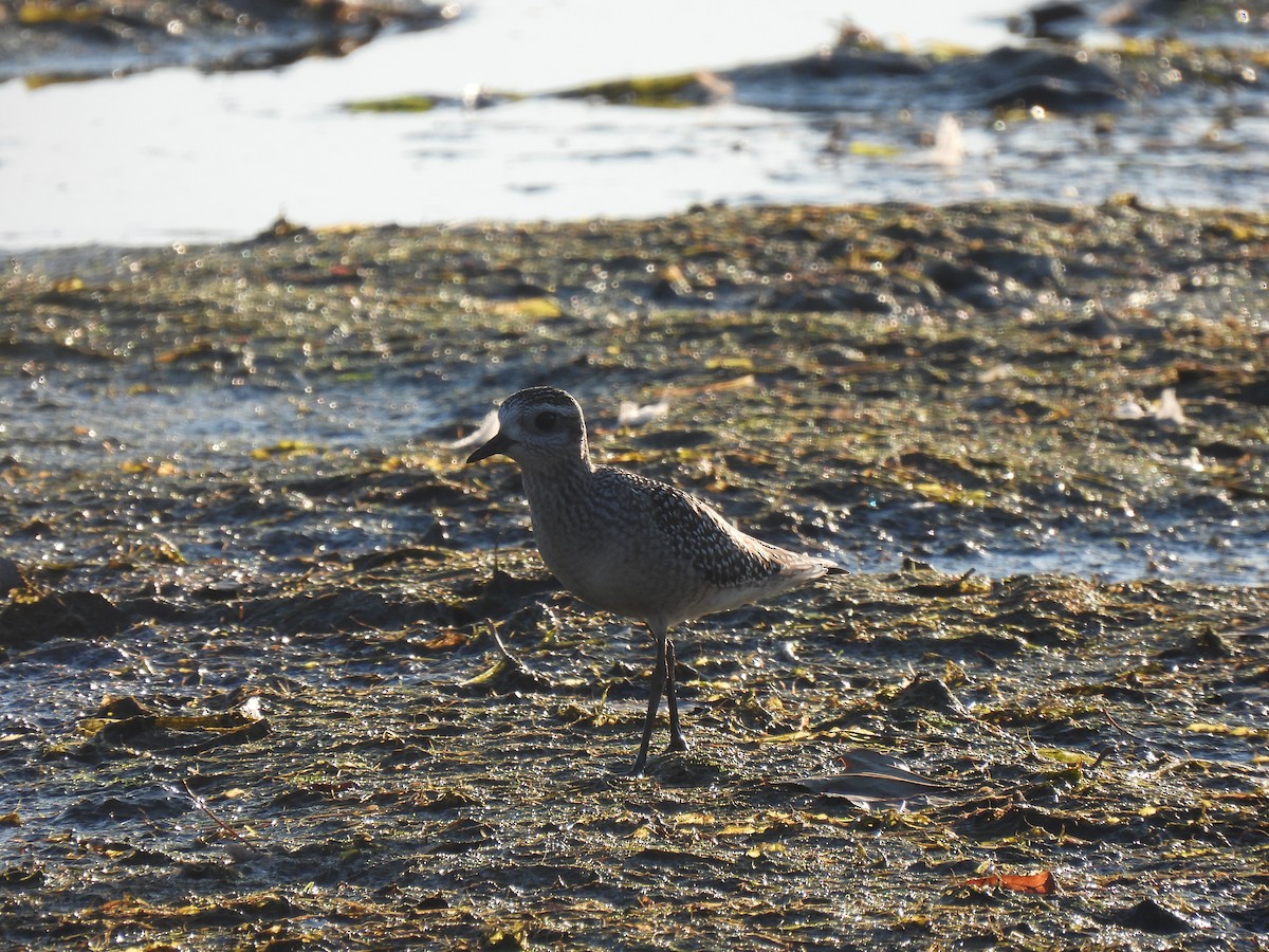 American Golden-Plover - ML642941888