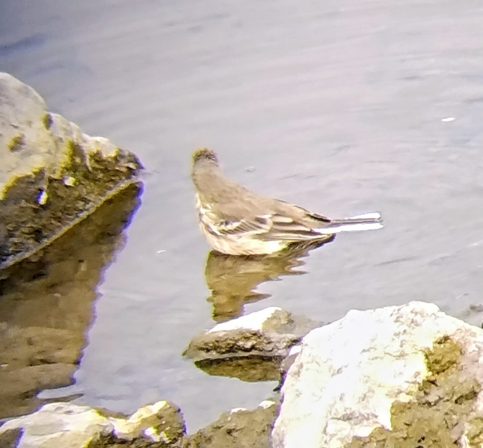 American Pipit - ML642941889