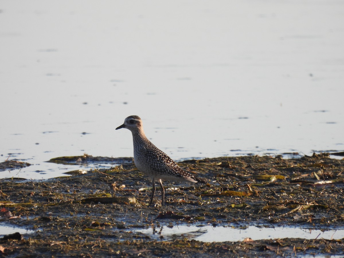 American Golden-Plover - ML642941890