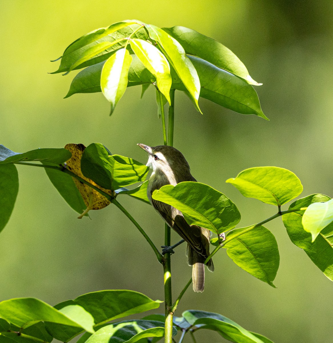 Yucatan Vireo - ML642941891