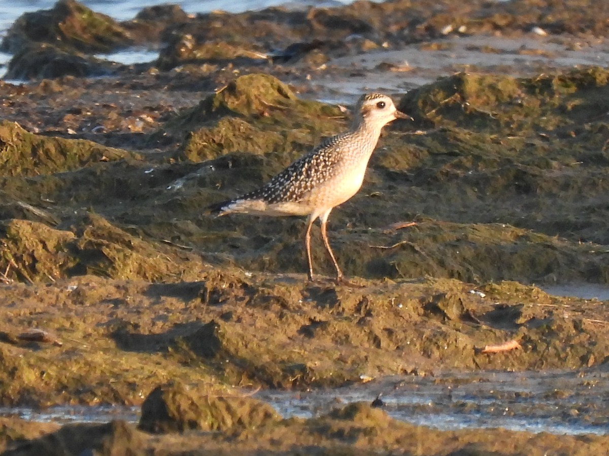 American Golden-Plover - ML642941892