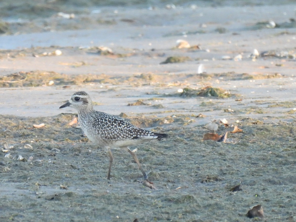 American Golden-Plover - ML642941893
