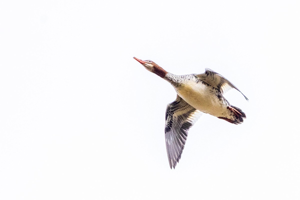 Common Merganser - ML642941894