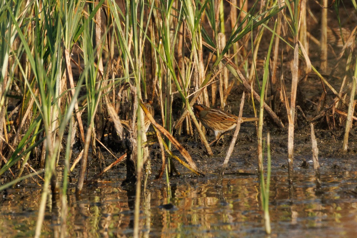 Nelson's Sparrow - ML642941896