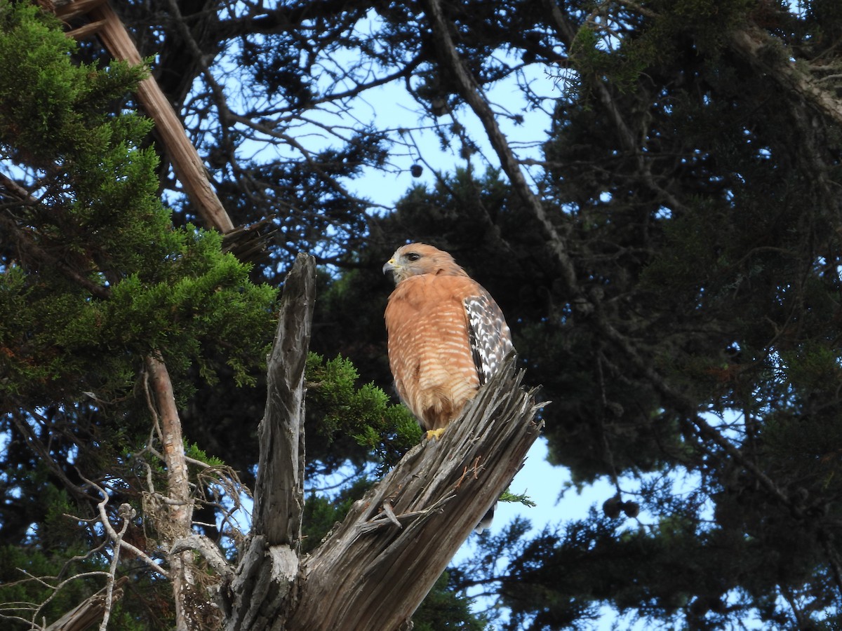 Red-shouldered Hawk - ML642941898