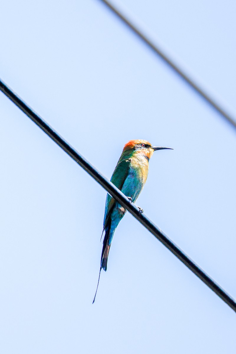Rainbow Bee-eater - ML642941899