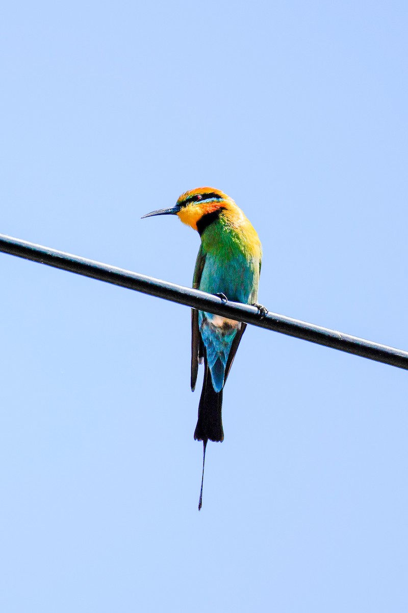Rainbow Bee-eater - ML642941900