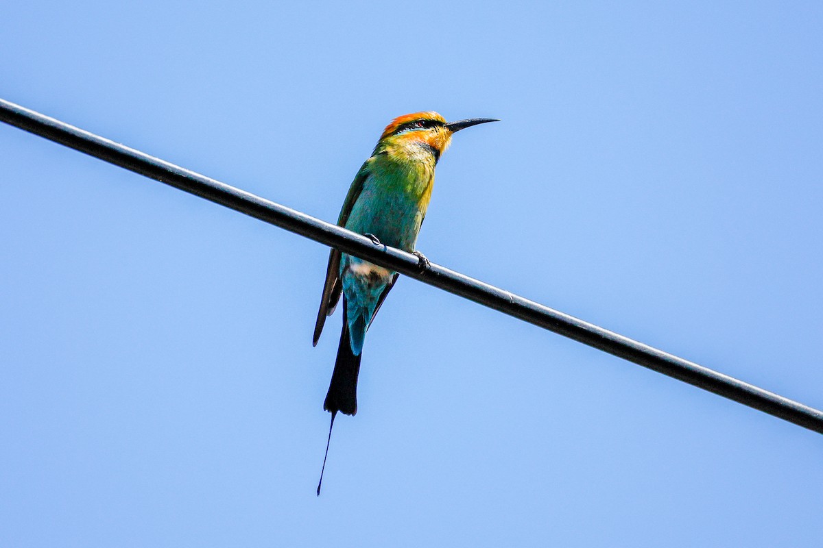 Rainbow Bee-eater - ML642941901