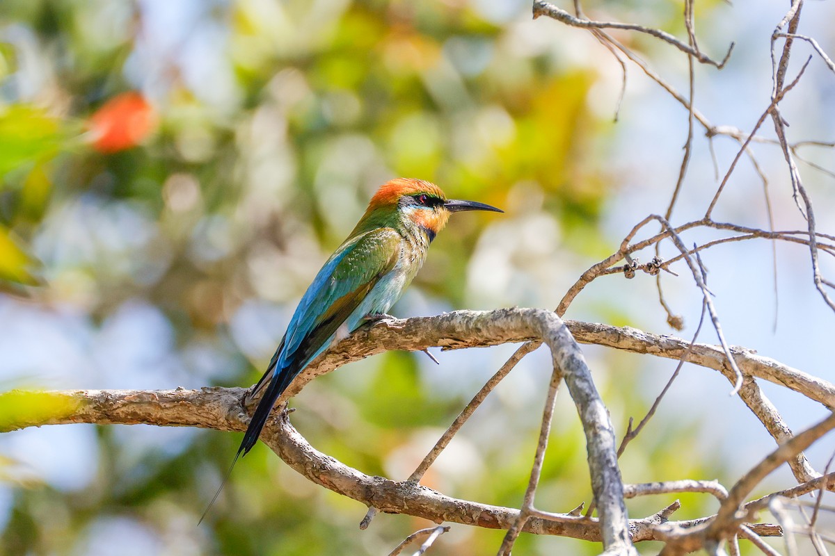 Rainbow Bee-eater - ML642941902