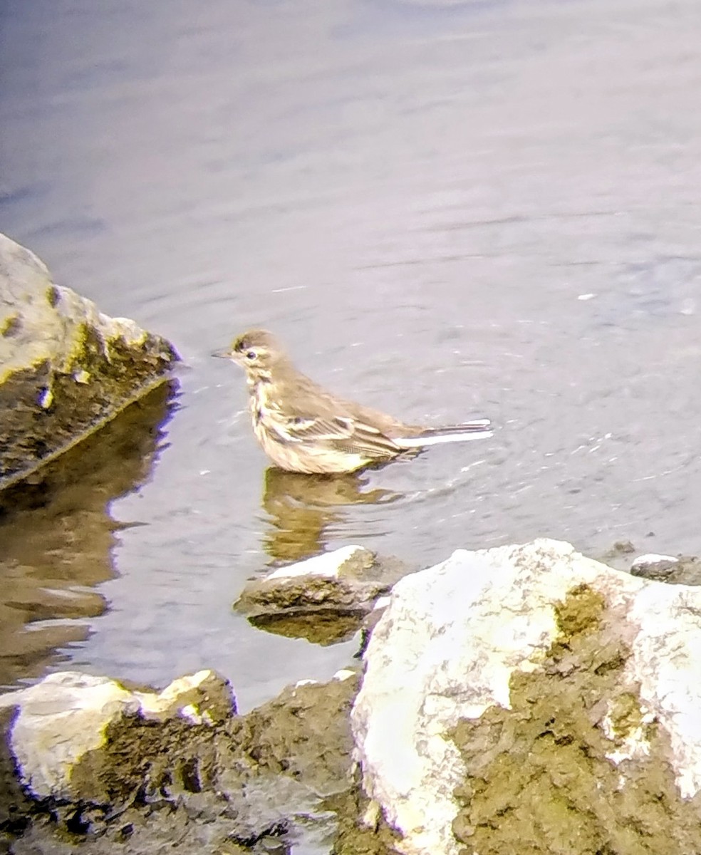 American Pipit - ML642941907