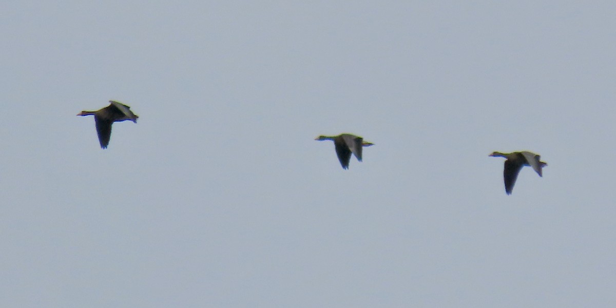 Greater White-fronted Goose - ML642941908