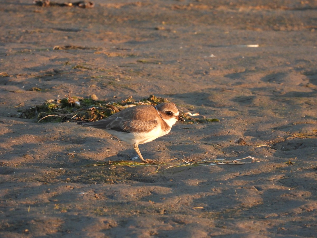 Semipalmated Plover - ML642941910