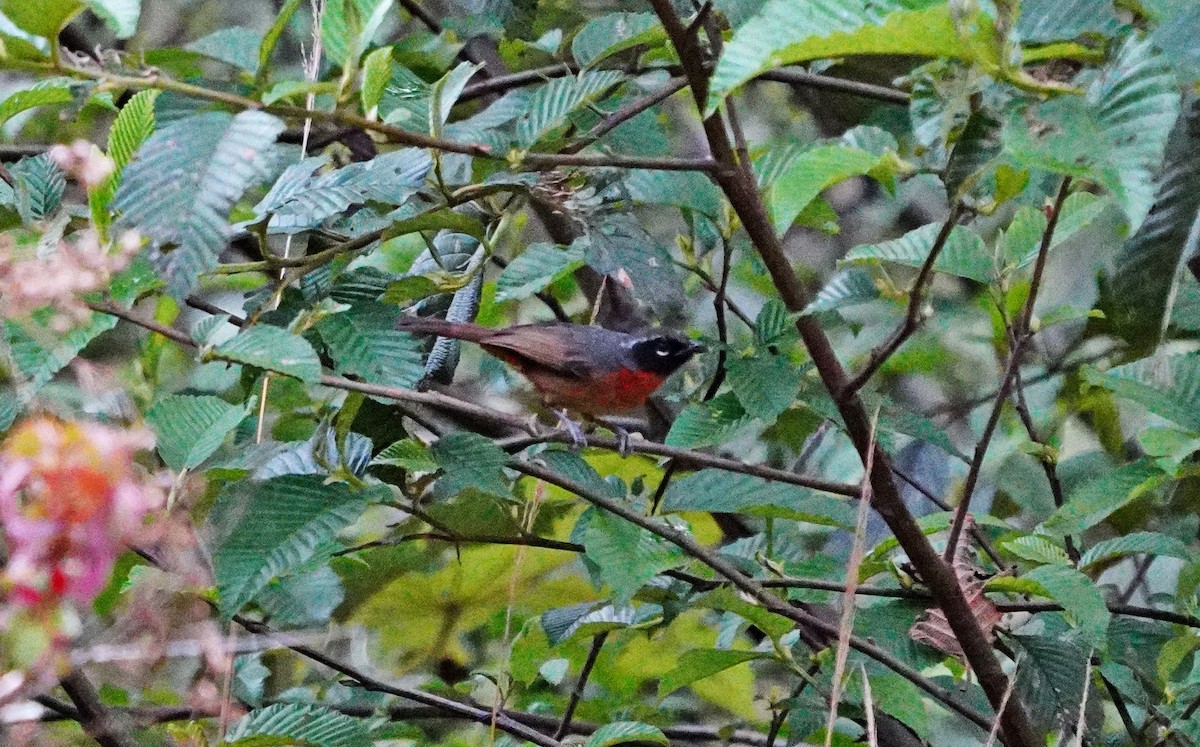 Black-eared Hemispingus - ML642941912