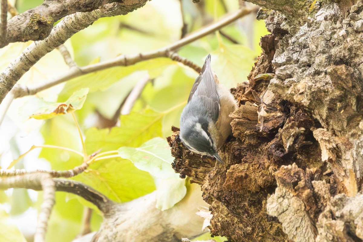 Red-breasted Nuthatch - ML642941916