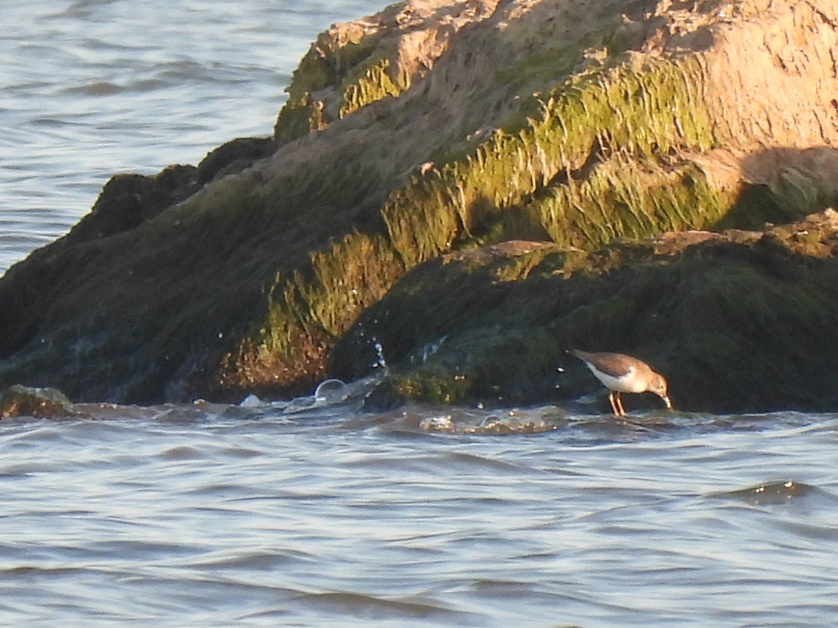 Spotted Sandpiper - ML642941917