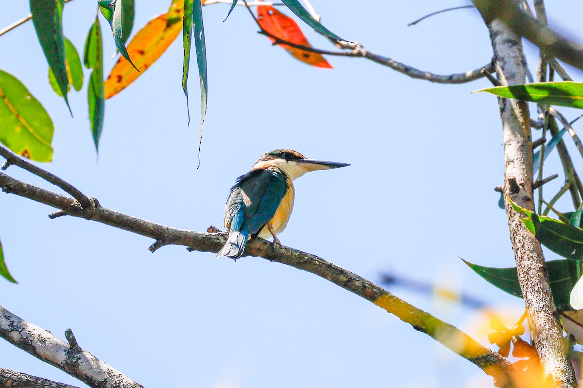 Sacred Kingfisher - ML642941918