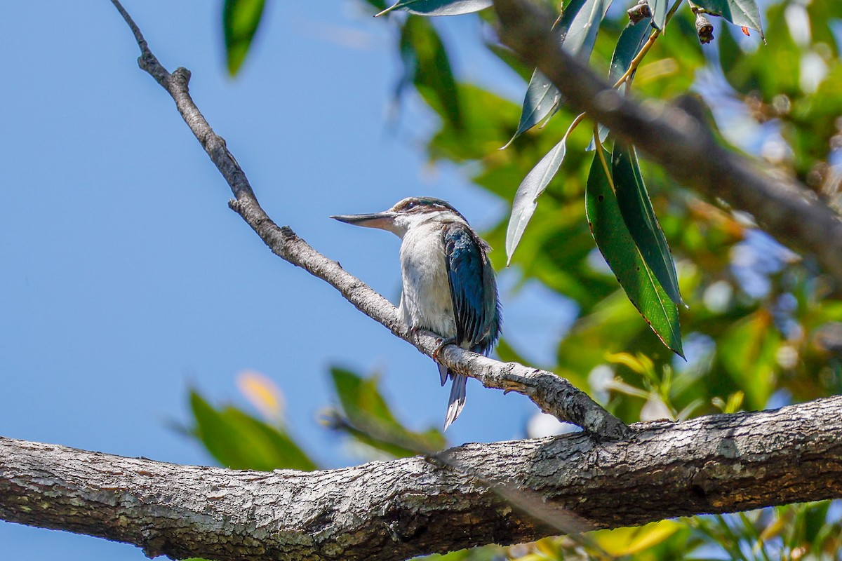Sacred Kingfisher - ML642941919