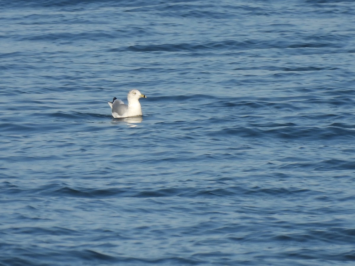 Ring-billed Gull - ML642941920