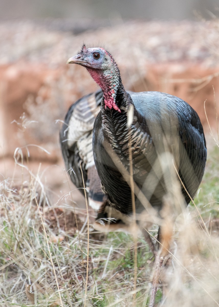 Wild Turkey - ML642941921
