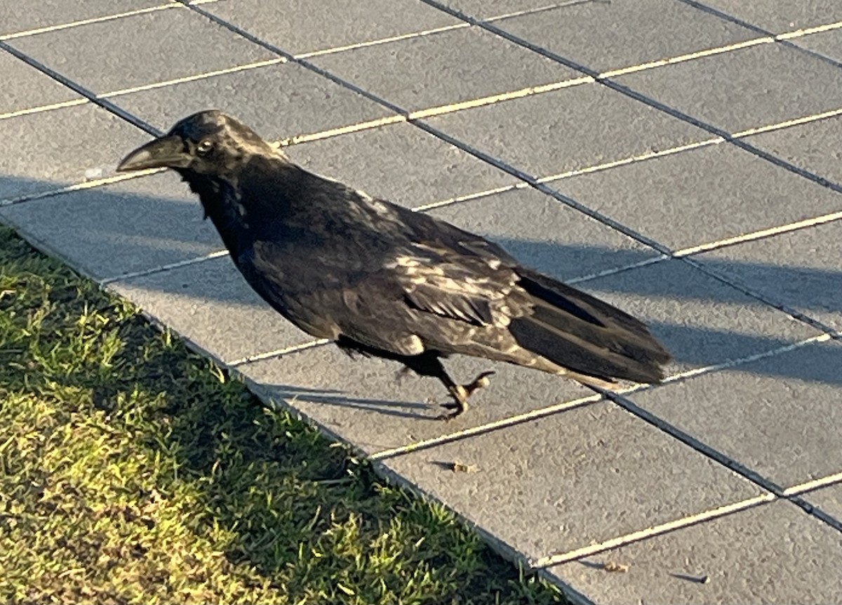 Common Raven - ML642941924