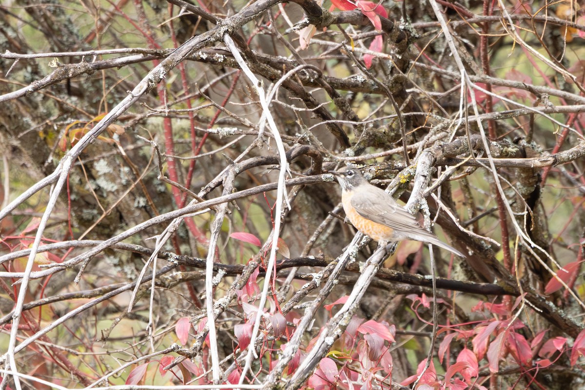 American Robin - ML642941929