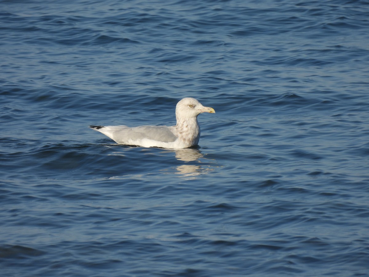American Herring Gull - ML642941930