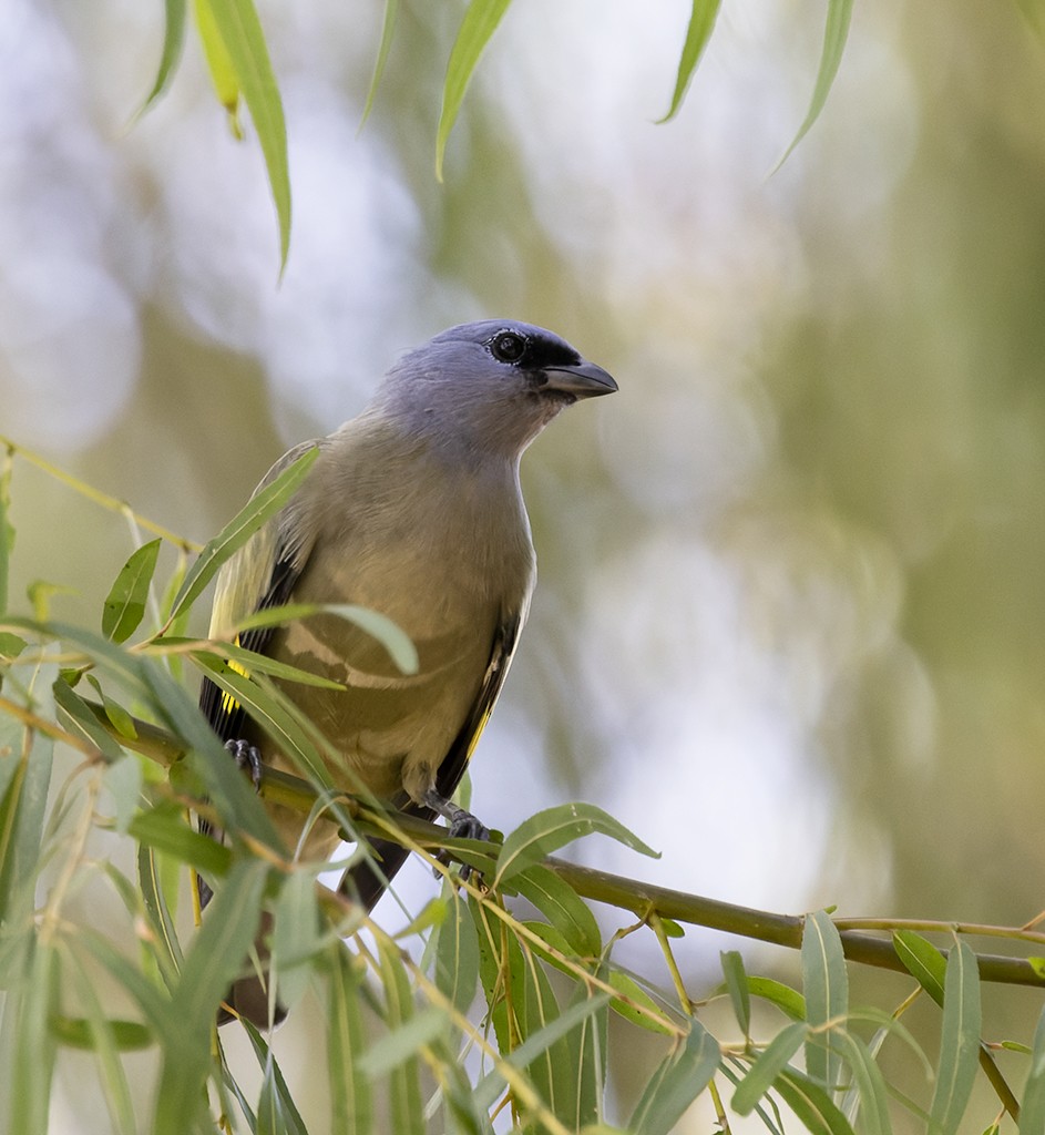 Yellow-winged Tanager - ML642941944