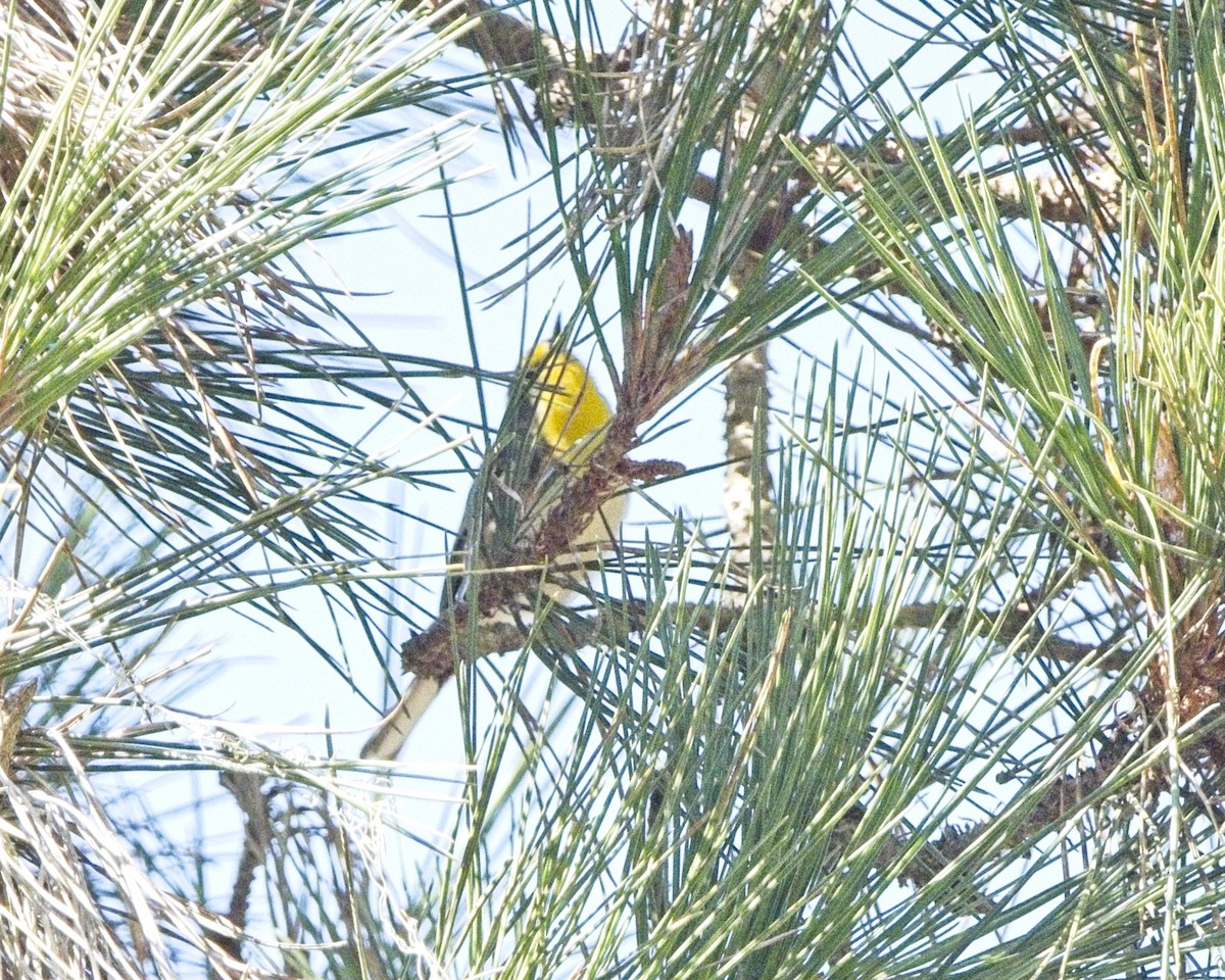 Grace's Warbler - ML642941960