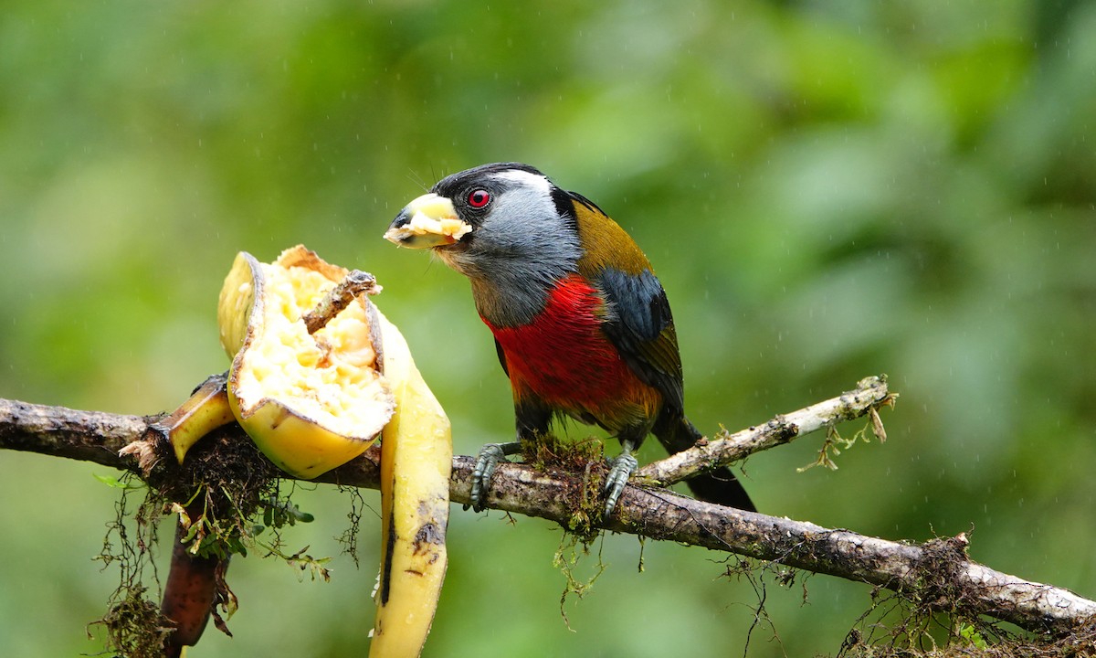Toucan Barbet - ML642941985