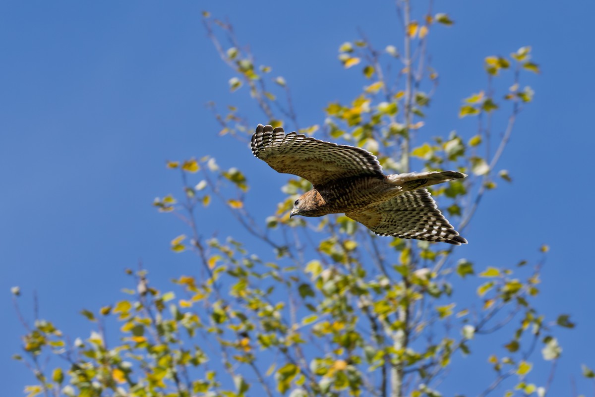 Red-shouldered Hawk - ML642941996