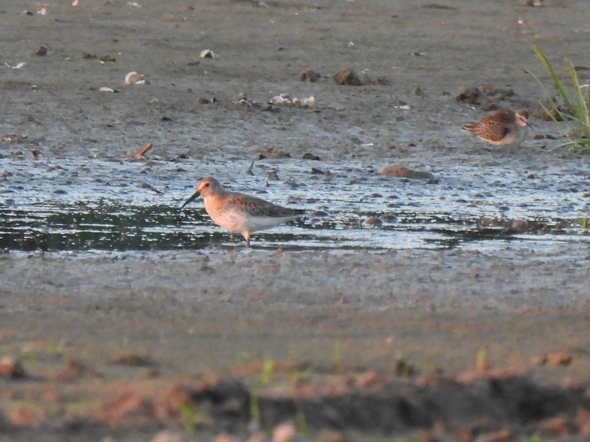 styltesnipe - ML642941999