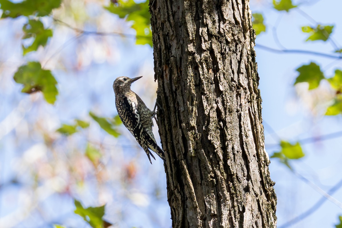 Yellow-bellied Sapsucker - ML642942000