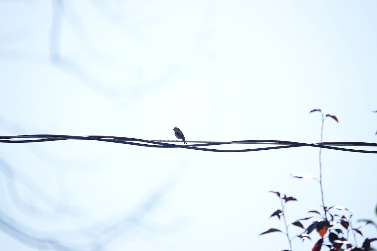 American Goldfinch - ML642942002