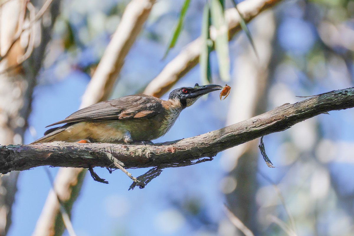 Noisy Friarbird - ML642942005
