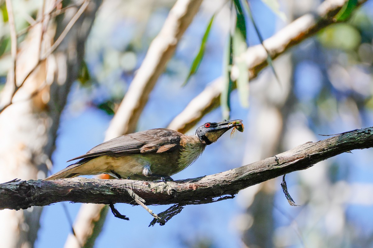 Noisy Friarbird - ML642942006