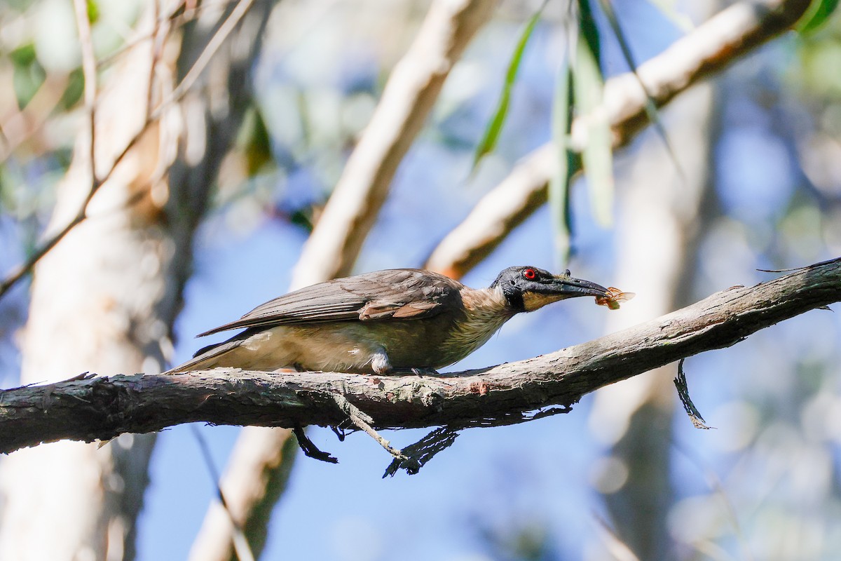 Noisy Friarbird - ML642942007