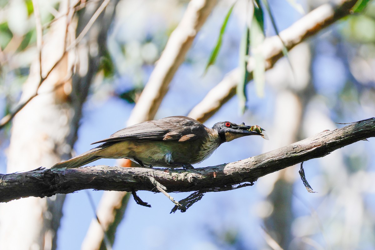 Noisy Friarbird - ML642942008
