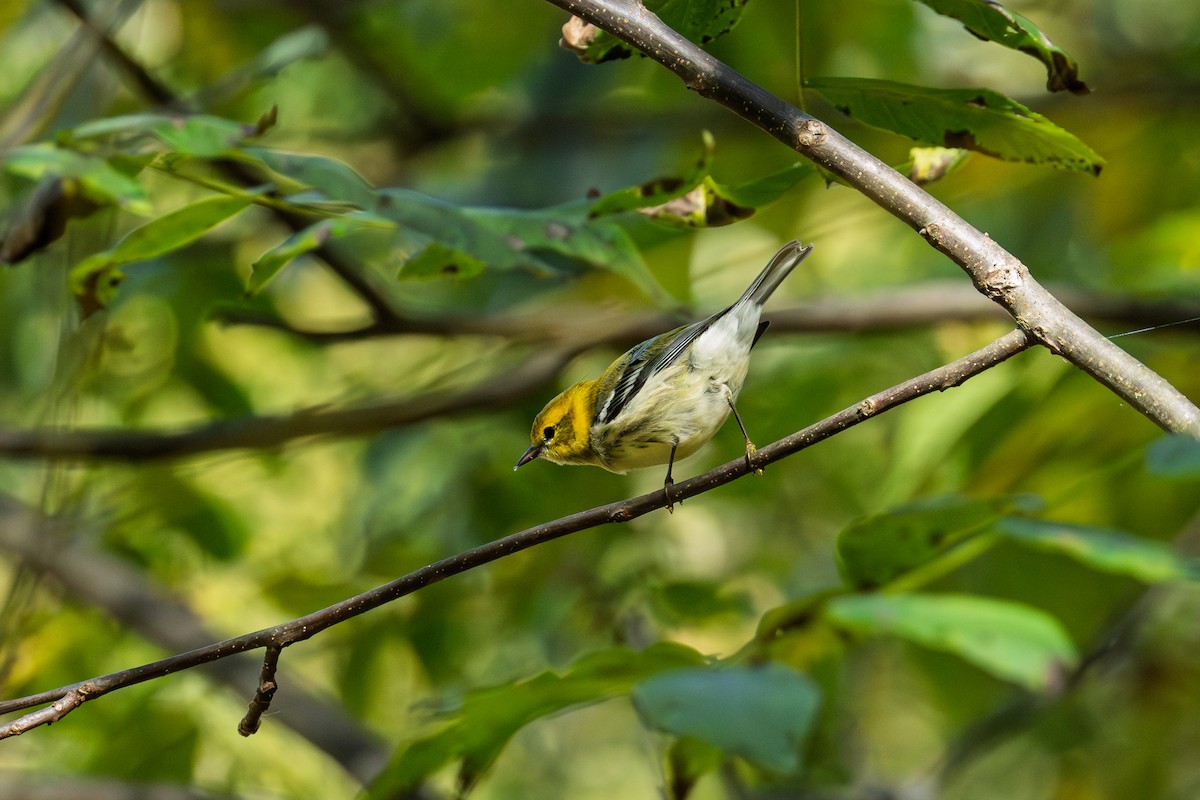 Black-throated Green Warbler - ML642942011