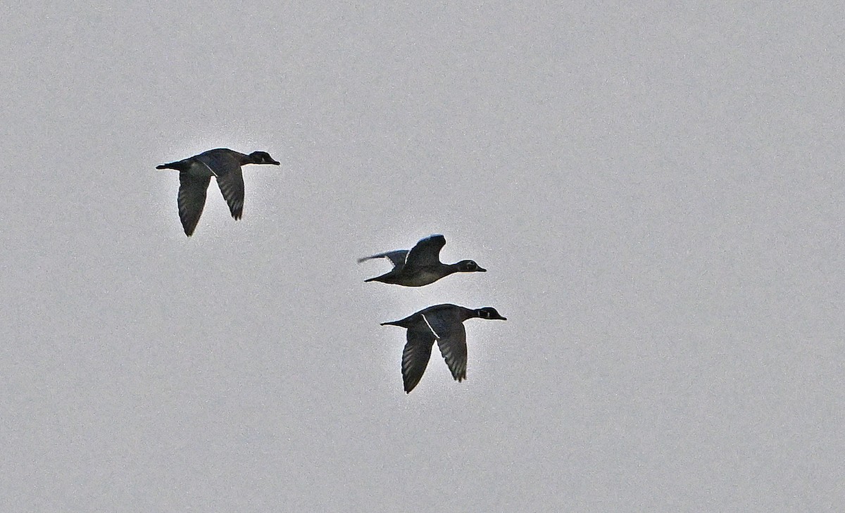 Ahate karolinarra - ML642942015