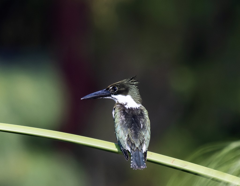 Amazon Kingfisher - ML642942016
