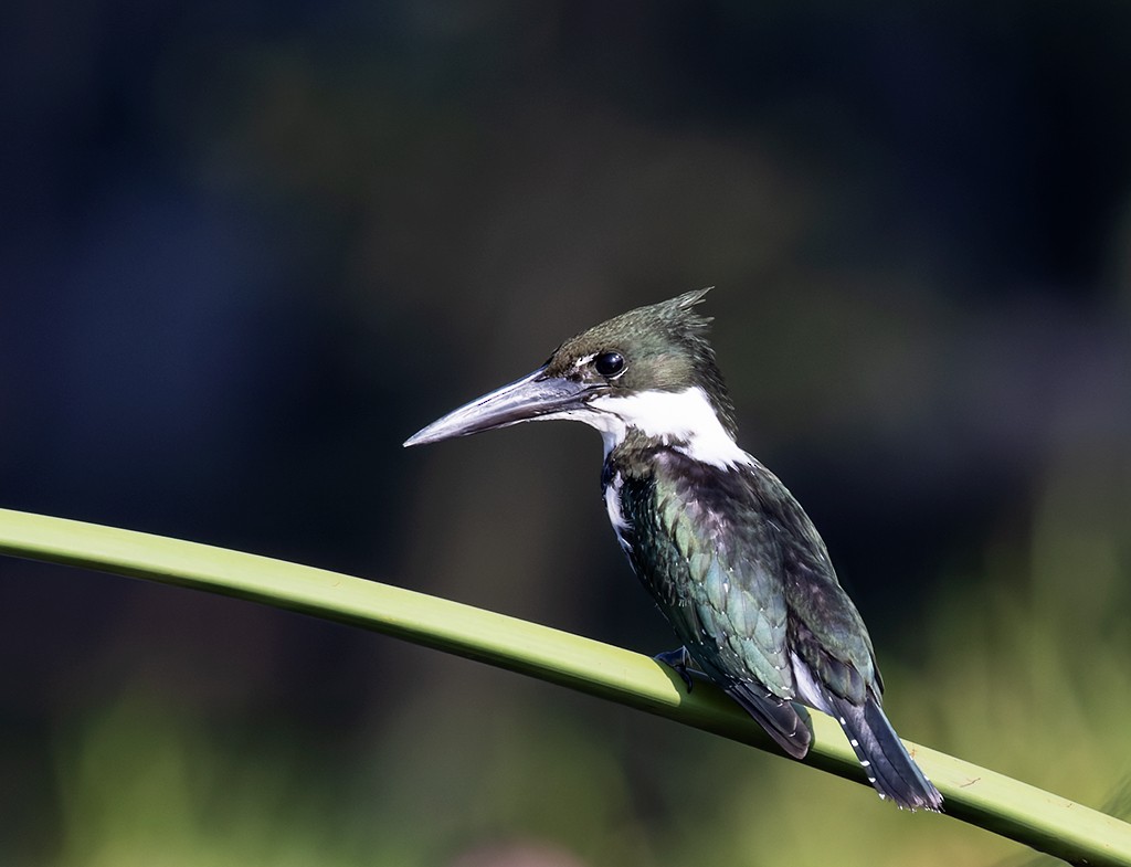 Amazon Kingfisher - ML642942017
