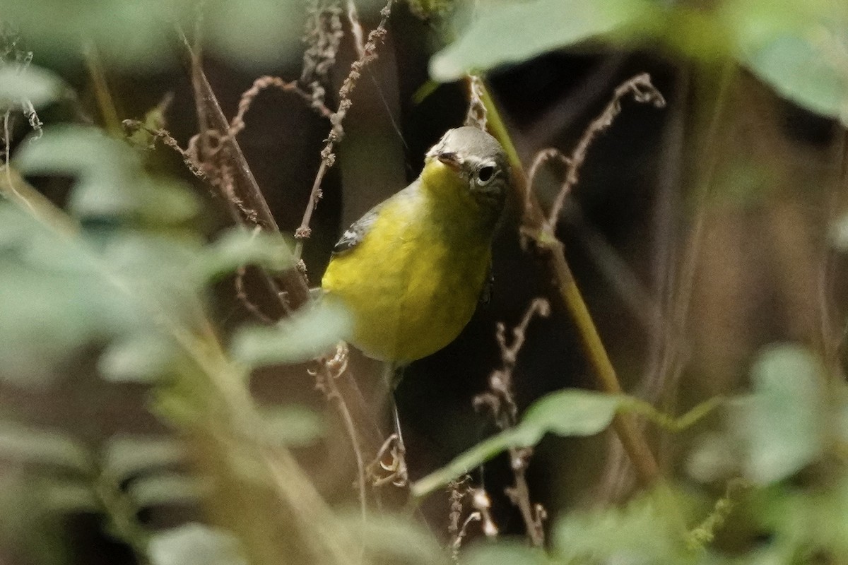 Magnolia Warbler - ML642942018