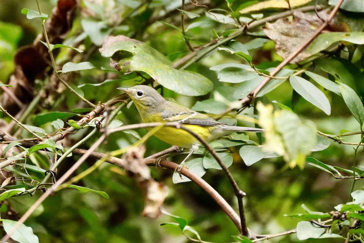 Magnolia Warbler - ML642942019