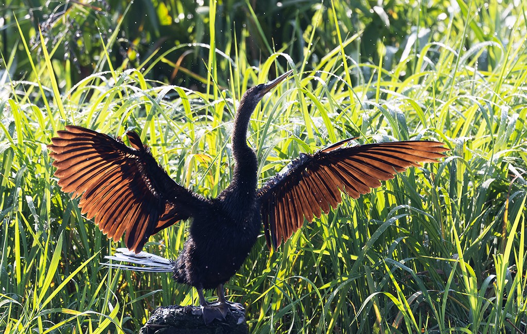 Anhinga amerikarra - ML642942022