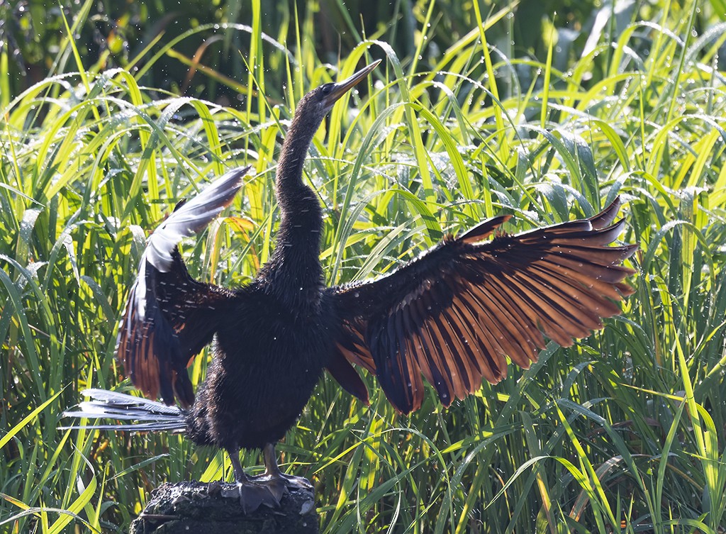Anhinga amerikarra - ML642942024