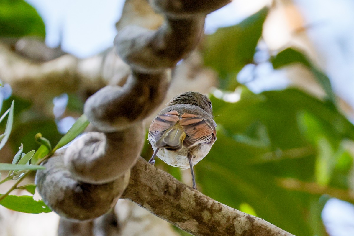 Rufous Whistler - ML642942026