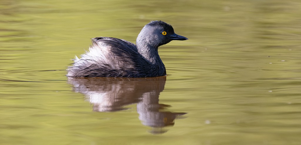Least Grebe - ML642942028